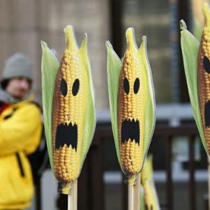 Biosafety data on GM corn raises concern: Greenpeace