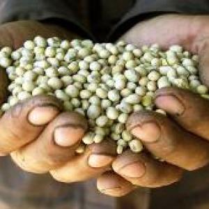 GM crops: One needs reason, not fear