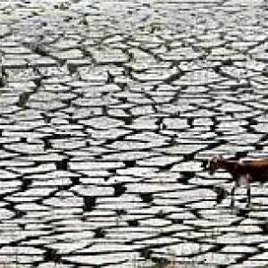 Centre to give Rs 1,208 crore to drought-hit Maharashtra