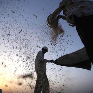 Delhi, Haryana to launch food security scheme on Aug 20