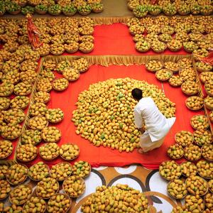 EU lifts ban on import of mangoes from India