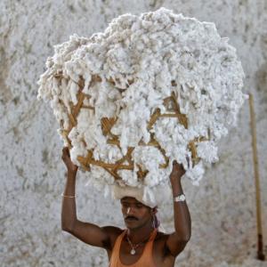 No end to cotton farmers' woes in Maharashtra