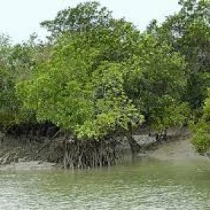 Bengal gets Rs 400 crore to develop Sundarbans tourism