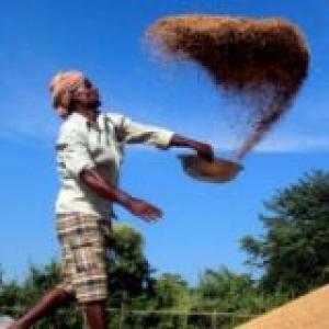 Poor monsoon? Govt may import pulses to beat shortage