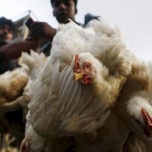 Chicken prices surge to record as heat wave kills millions of birds