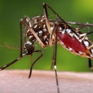 How Indian industry is tapping dengue opportunity