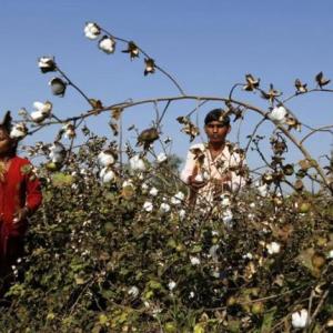 Monsanto threatens to re-evaluate India biz over Bt cotton row
