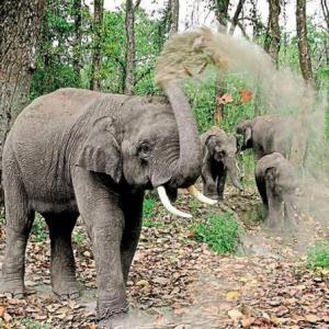 Chhattisgarh's elephantine problem