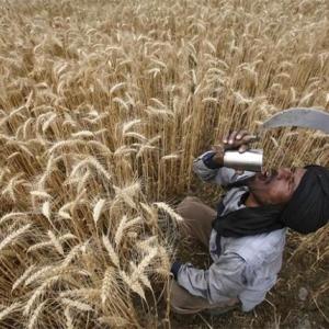 MSP hike may hit India's farm exports