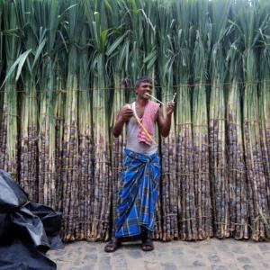 Will new Maha govt sweeten the lives of cane growers?