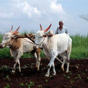 Climate change may cut farm income by 20-25%: Survey
