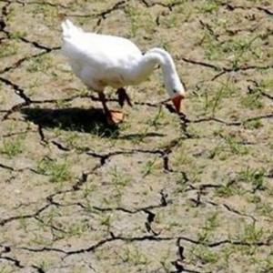 Scorching summer may hit water supply and fodder