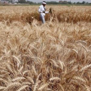 Wheat MSP hiked by Rs 105/quintal