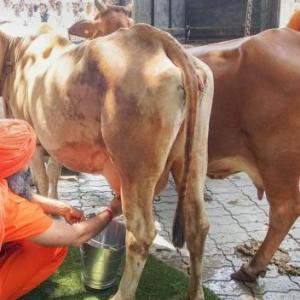 Why India's milk production has grown at over 6%