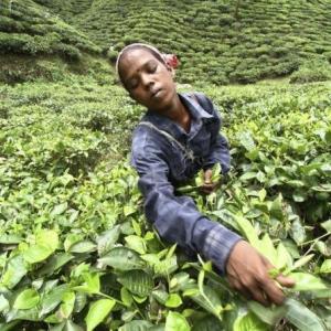 World has a new largest private tea producer