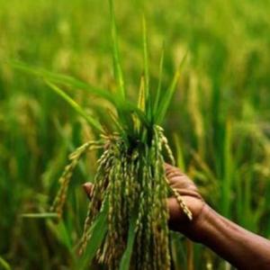 August rain to determine final output of kharif crops