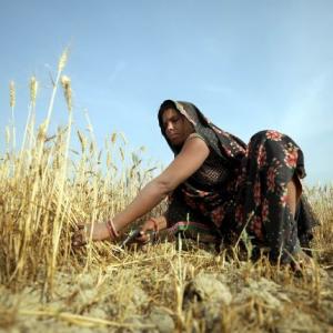 As rabi crop rots, farmers prepare for kharif season