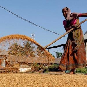Survey seeks to trim food subsidy bill
