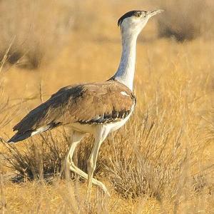 Govt plans to contest SC order on this endangered bird