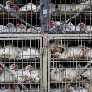 Bird flu: The Rs 90K cr poultry industry is in a fix