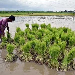 Paddy MSP hiked by Rs 72 to Rs 1,940/qtl for 2021-22