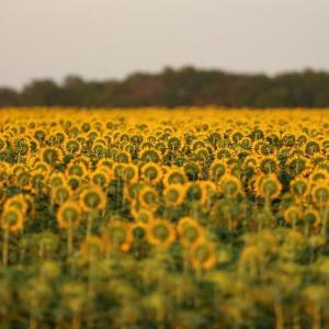 Sunflower oil shipments to India from Russia is normal