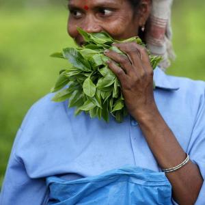 Ukraine crisis: India's tea exports likely to be hit