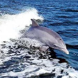Dolphin, India's national aquatic animal