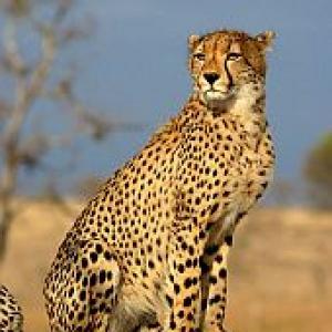 Cheetah to make comeback to India's grasslands