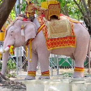 Elusive white elephant could shape Myanmar's future