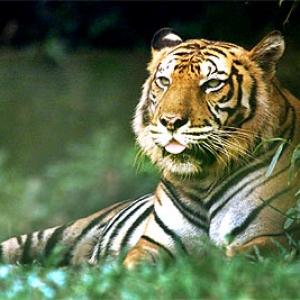 There are only 1,411 Tigers left in India