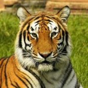 In 2 years, Maharashtra lost 120 tigers