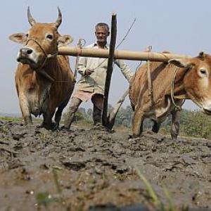 UP govt denies farmers' suicides; admits crop loss of 1,100 crores
