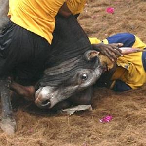 In PHOTOS: Tamil Nadu's dangerous bull-taming fest