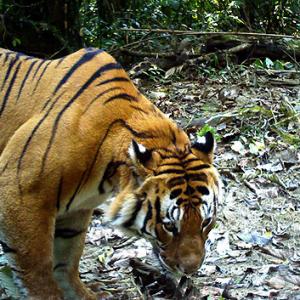 PIX: Camera traps capture tiger in Namdapha Reserve
