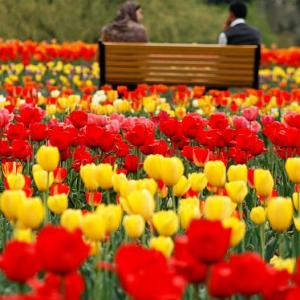 PHOTOS: IRRESISTIBLE tulips, Kashmir's latest pull