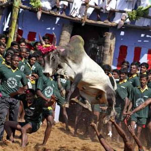 Animal activists move SC against decision to lift Jallikattu ban