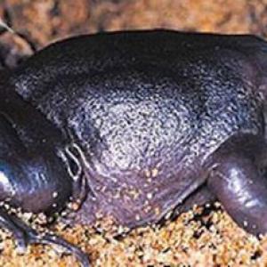 India's purple frog grabs attention ahead of Rio summit