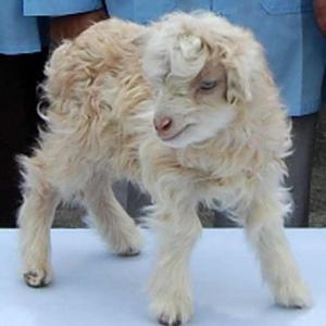 In PHOTOS: The world's first cloned pashmina goat