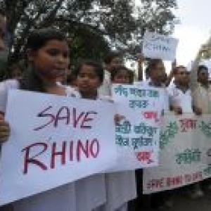 Four rhinos killed, Assam asks for CBI inquiry