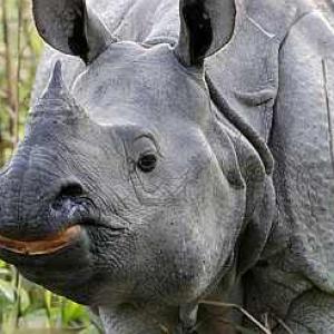 115 rhinos killed in Assam in 10 years!