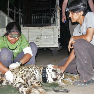 Living with leopards in Incredible India