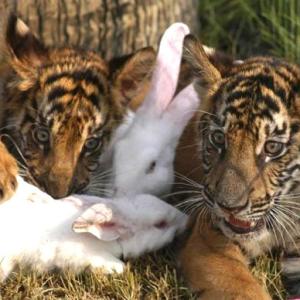 Amazing PIX! Rabbits have tiger cubs as playmates