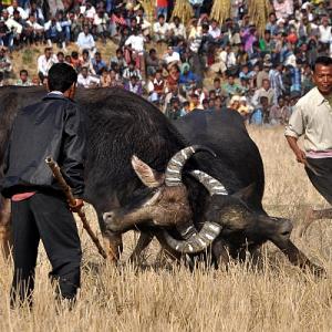 IN PICTURES: A up-close view of Assam's buffalo fights - Rediff.com