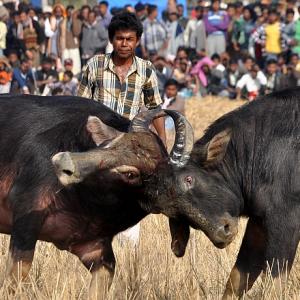 IN PICTURES: A up-close view of Assam's buffalo fights - Rediff.com