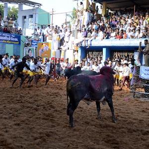 PIX: Cowboys, bulls and tamers rock TN's Jallikattu!