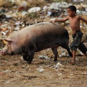 Pig disease virus detected in India for first time