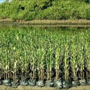 Bihar to plant 10 crore saplings to increase green cover