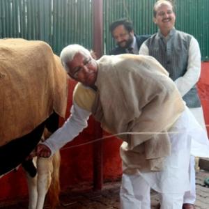 Fodder for scam: Lalu and his cows