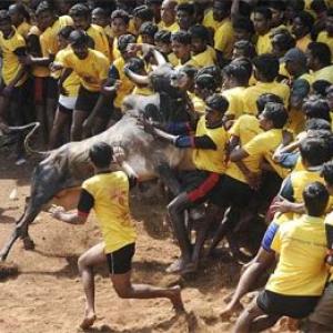 SC bans Jallikattu, bullock-cart races